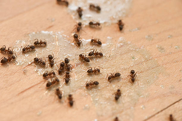 Best Flea Control Services  in Smith Center, KS